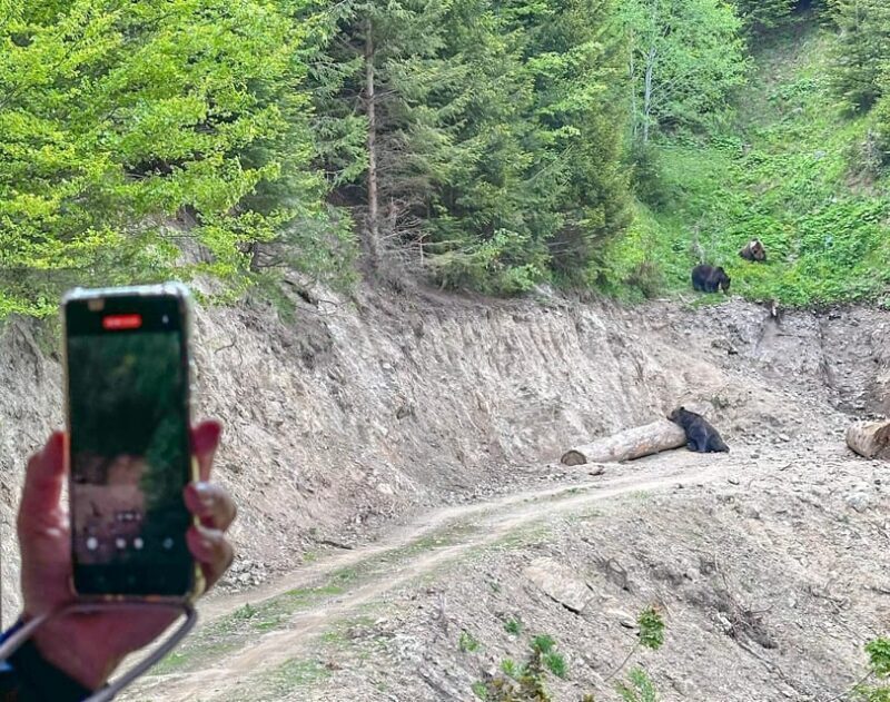 Brasov: Bear Watching in the Wild (From a Hideout) - Final Thoughts: Is It Worth It?