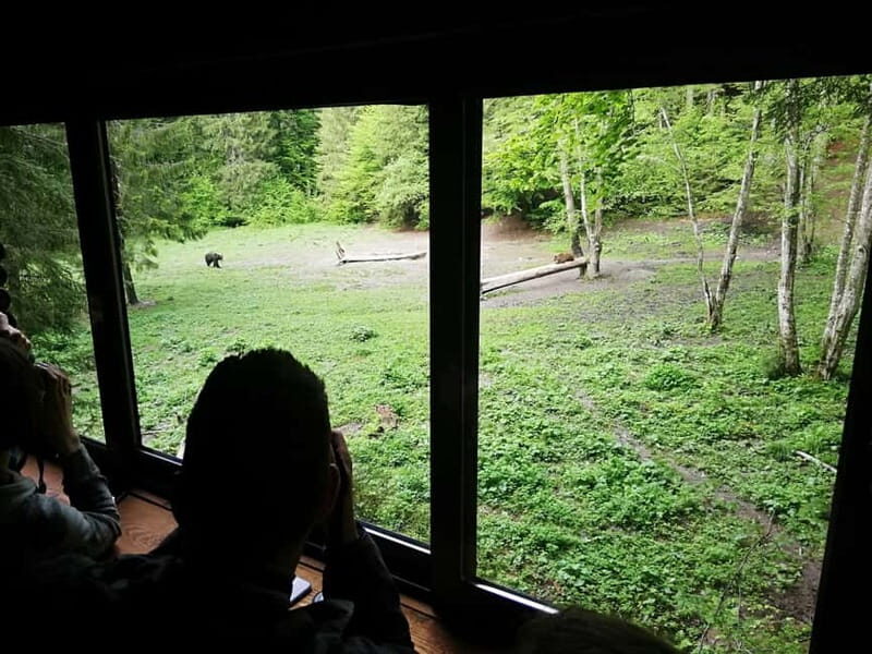 Brasov: Brown Bear & Wildlife Watching - An In-Depth Look at the Wildlife Watching Tour