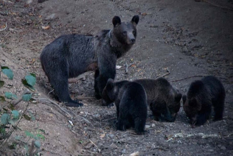 Brasov: Brown Bear & Wildlife Watching - FAQs About the Brasov Wildlife Watching Tour