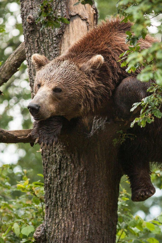 Brasov: Libearty Bear Sanctuary - FAQs