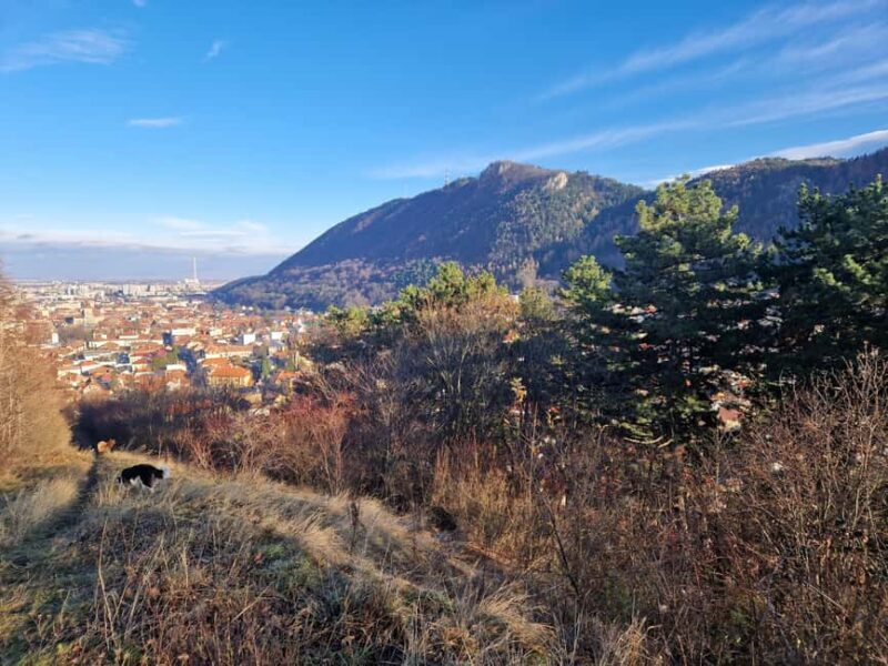 Brasov: Peles Castle, Bran Castle & Belvedere Viewpoint - Key Points