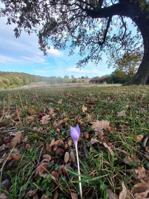 Brasov: Tour with Transfer Libearty Bear Sanctuary - An Honest Look at What to Expect