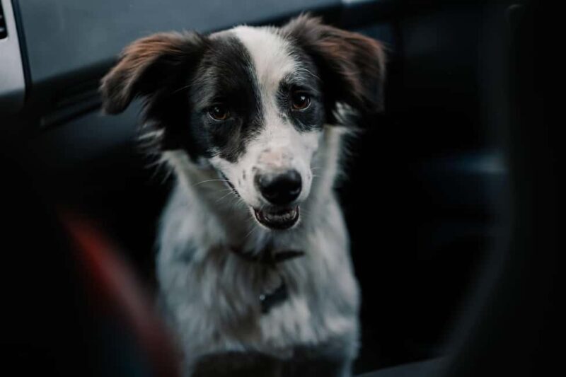 Brasov's Mountain Hike tour with Daisy - What Makes This Tour Special?