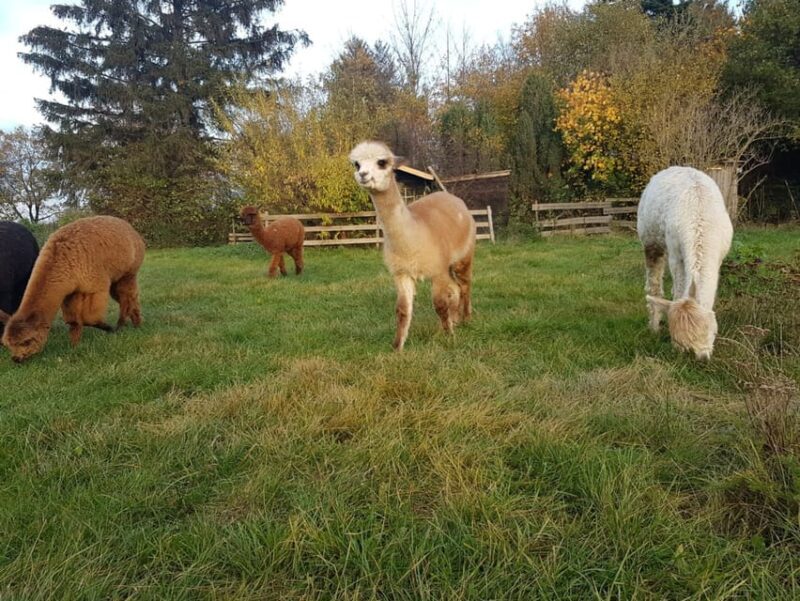 Braunschweig: Alpaca Trekking Tour - An Honest Look at the Braunschweig Alpaca Trekking Tour