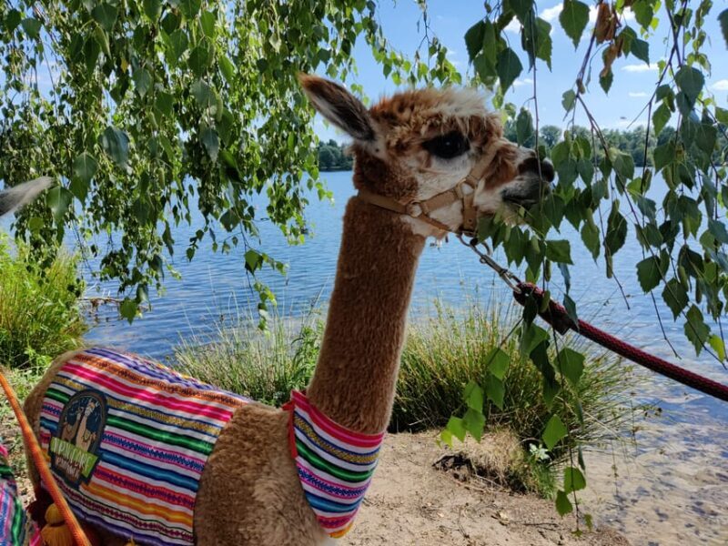 Braunschweig: Alpaca Trekking Tour - FAQs