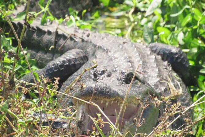 Brazos Bend Wildlife and Nature Tour - The Experience in Detail
