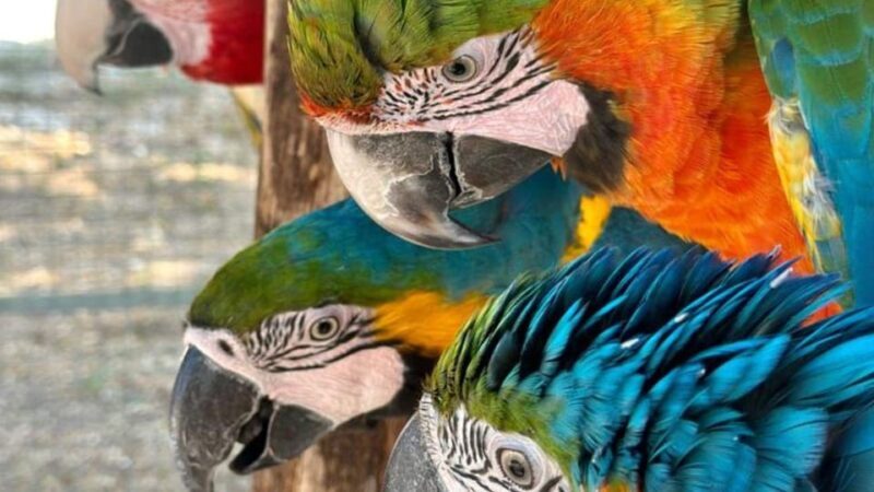 Breakfast with Parrots at Masseria mazzetta with wildlife park - The Value of This Tour