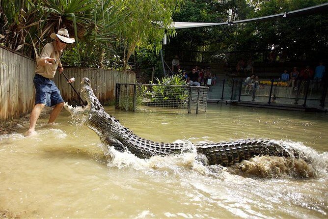 Breakfast with the Koalas at Hartley's Crocodile Park from Cairns or Palm Cove - A Deep Dive Into the Experience