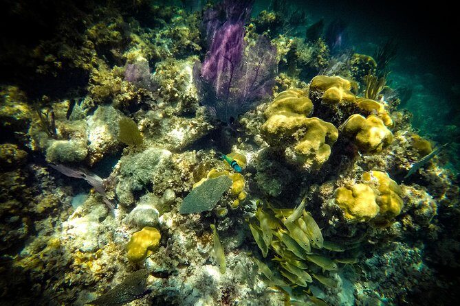 Breathtaking experience driving a speedboat in Cancun with Snorkeling included - The Sum Up