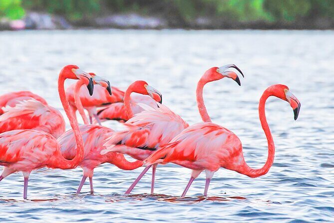 Breathtaking Pink lake Las Coloradas and Rio lagartos from Tulum - Who Should Consider This Tour?