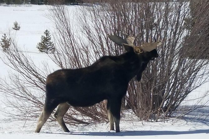 Breckenridge Ultimate Full Day Mountain Tour from Denver - Key Points