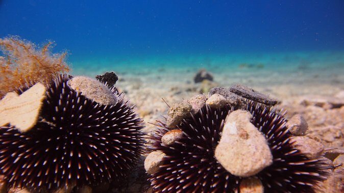 BRELA Bikini Dive *Try SCUBA DIVING* - The Value of the Experience