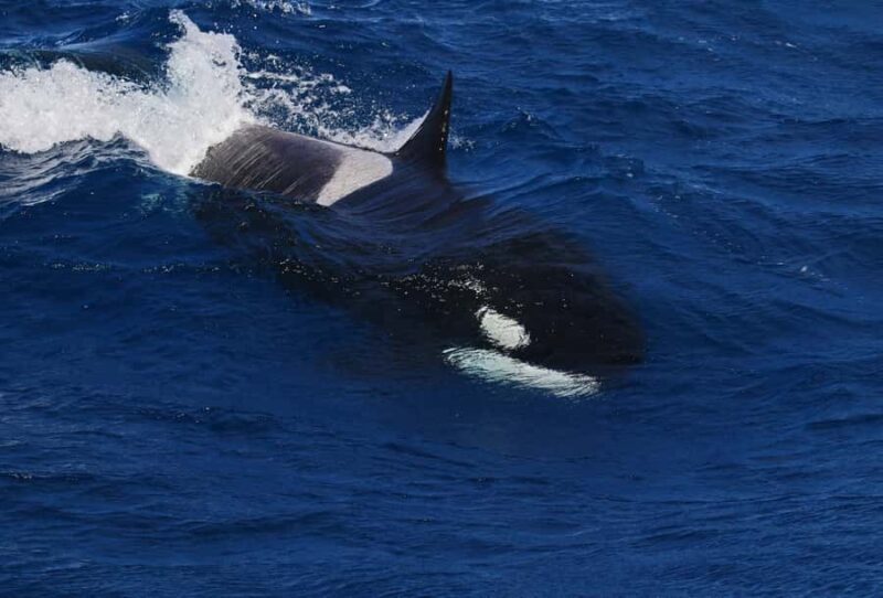 Bremer Bay: Bremer Canyon Killer Whale Expedition - Final Thoughts: Who Is This Tour For?