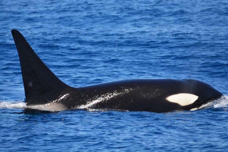 Bremer Canyon Orca Experience from Bremer Bay - Who Should Book This?
