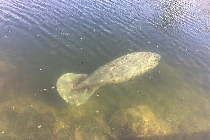 Brevard County Tours, dolphin and manatee tours in Palm Bay, FL - Why This Tour Stands Out