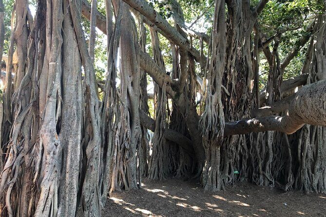 Brisbane City Highlights Sightseeing Tour - Who Will Love This Tour?