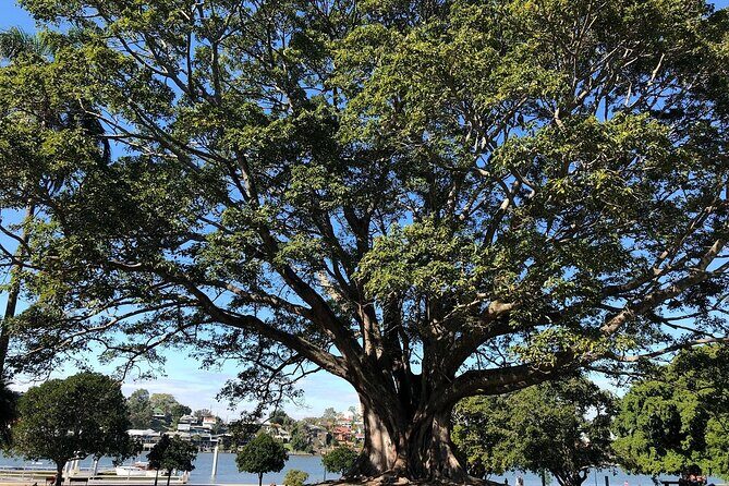 Brisbane City Highlights Sightseeing Tour - FAQ