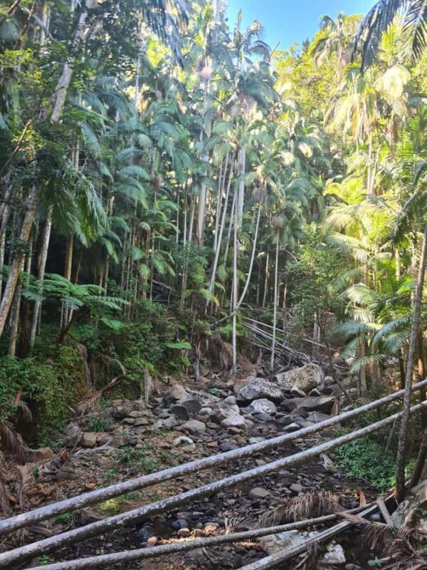 Brisbane Departure : Explore Tamborine Mountain Day Tour - Key Points