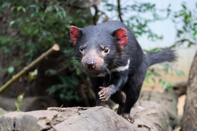 Brisbane: Lone Pine Koala Sanctuary Day Pass - What Is the Lone Pine Koala Sanctuary All About?