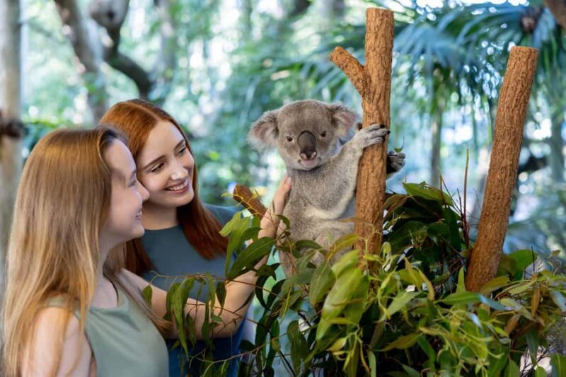 Brisbane: Lone Pine Koala Sanctuary Day Pass - The Value of Your Ticket