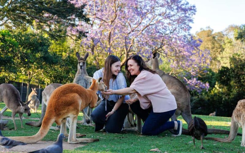 Brisbane: Lone Pine Koala Sanctuary Day Pass - Authentic Visitor Perspectives