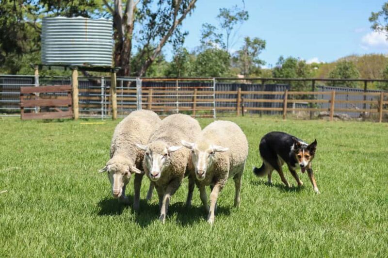 Brisbane: Lone Pine Koala Sanctuary Day Pass - Who Should Consider This Tour?