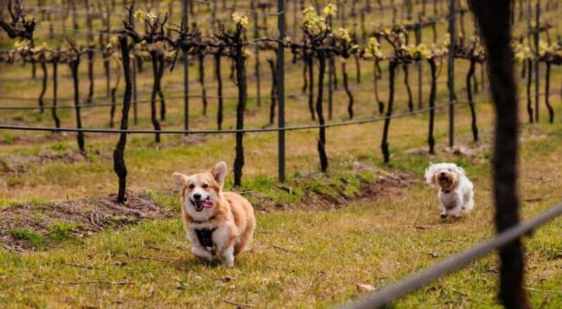 Brisbane: Picnic in the Vines - Accessibility & Practical Details