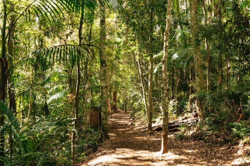 Brisbane: Rainforests, Waterfalls and Glow Worm Cave Tour - An Overview of the Experience