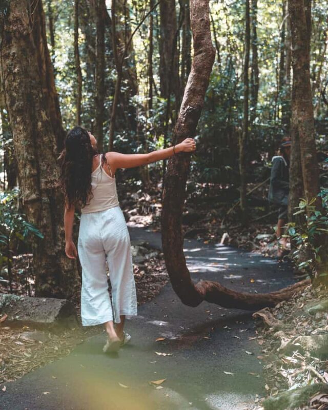 Brisbane: Rainforests, Waterfalls and Glow Worm Cave Tour - Strolling Through Gallery Walk