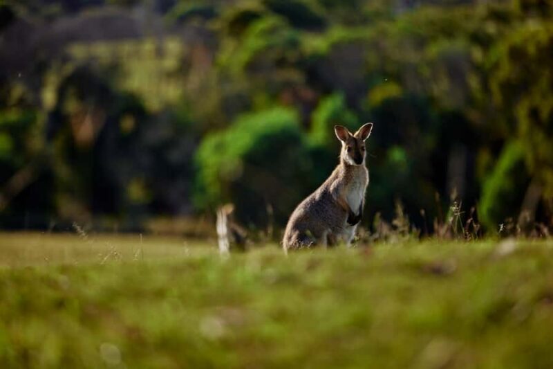 Brisbane: Sirromet Winery Tour with Tasting & 2-Course Lunch - A Closer Look at the Experience