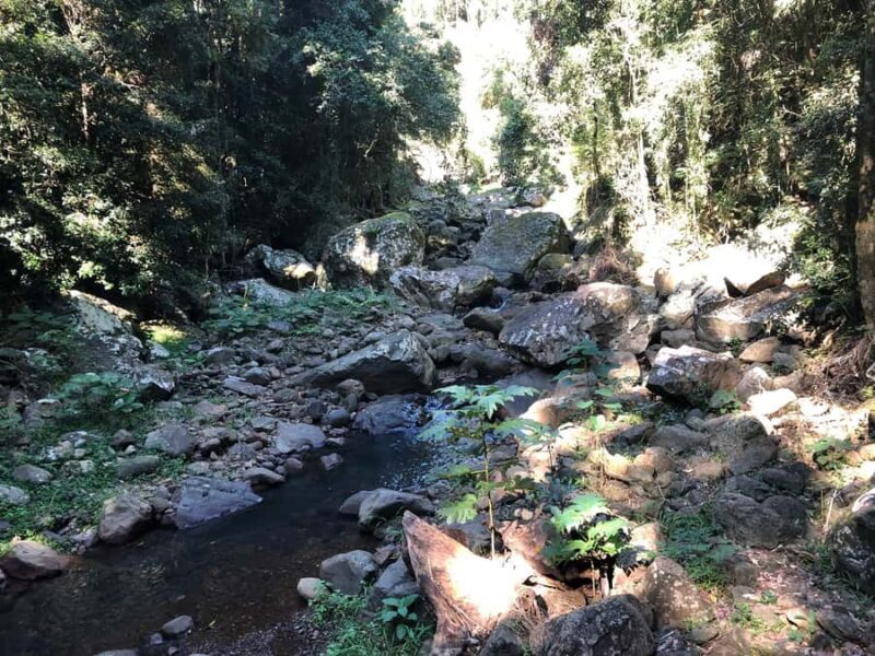 Brisbane: Springbrook and Mt Tamborine Glow Worm and Skywalk - Exploring the Day from Brisbane