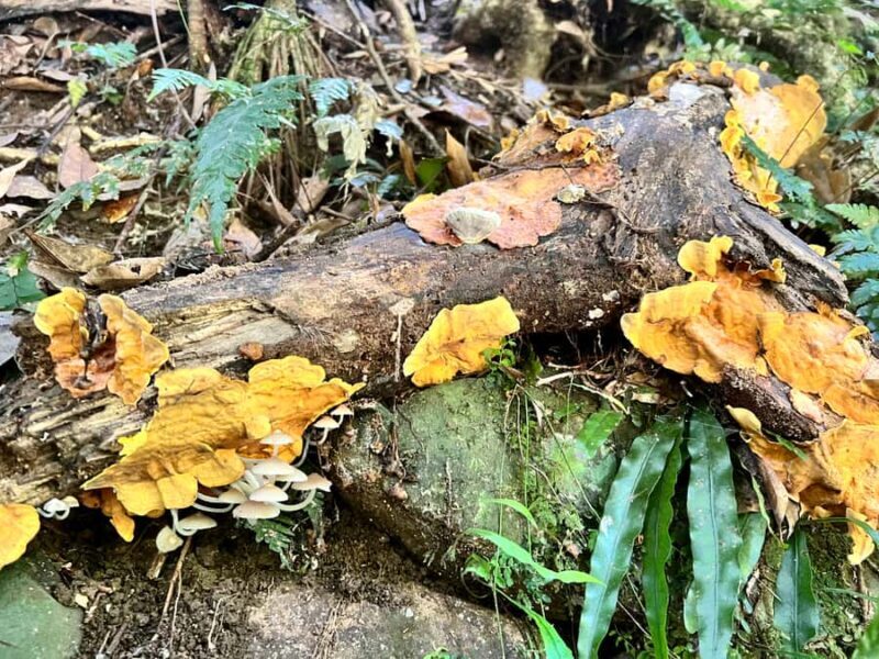 Brisbane: Springbrook and Mt Tamborine Glow Worm and Skywalk - FAQs