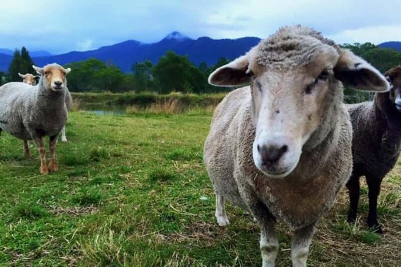 Brisbane: Trevena Glen Farm 1hr Animal Experience - The Sum Up