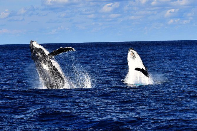Brisbane Whale Watching Cruise from Redcliffe or Sunshine Coast - The Itinerary and What to Expect at Each Stop