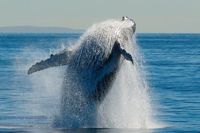 Brisbane Whale Watching Cruise from Redcliffe or Sunshine Coast - What Travelers Say About Their Experience
