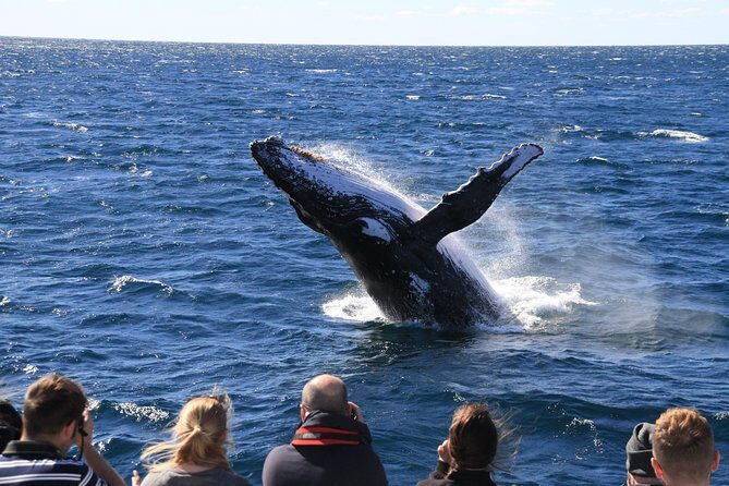 Brisbane Whale Watching Cruise from Redcliffe or Sunshine Coast - Who Is This Tour Best For?