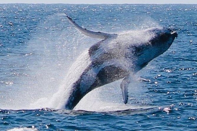 Brisbane Whale Watching Cruise from Redcliffe or Sunshine Coast - Final Thoughts