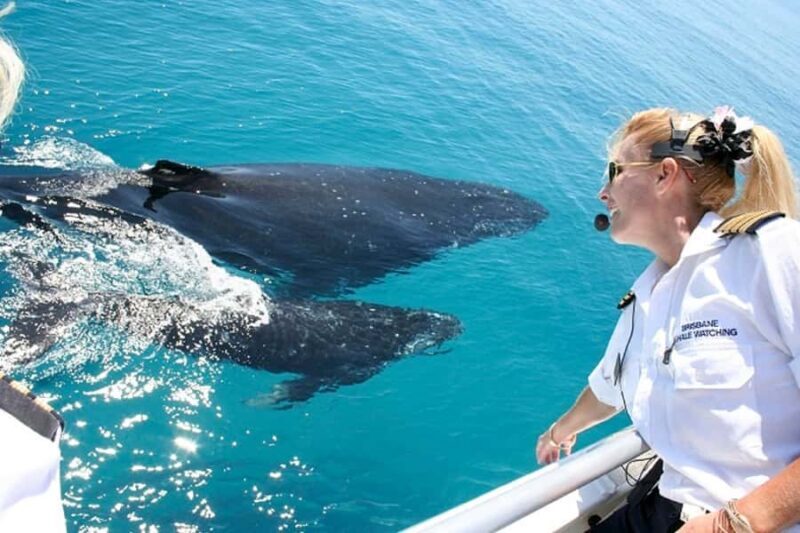 Brisbane: Whale Watching Cruise with Lunch - Key Points
