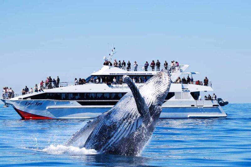 Brisbane: Whale Watching Cruise with Lunch - An honest look at what you can expect