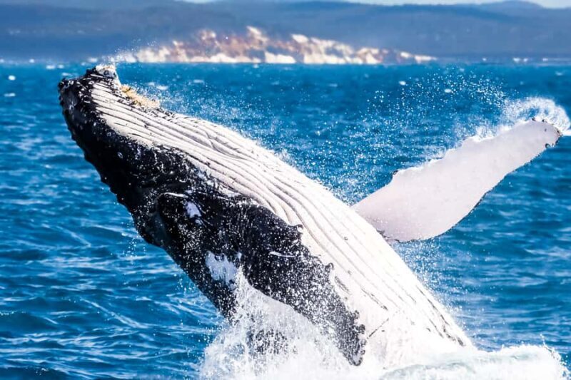 Brisbane: Whale Watching Cruise with Lunch - Who Should Consider This Tour?