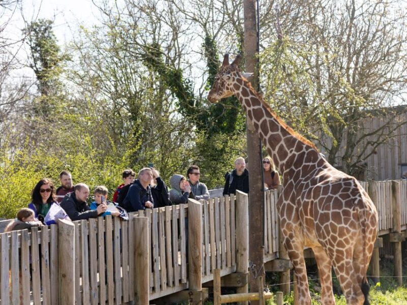 Bristol: Bristol Zoo Project Entry Ticket - An In-Depth Look at Bristol Zoo Project
