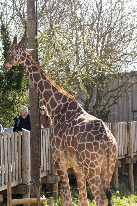 Bristol: Bristol Zoo Project Entry Ticket - FAQ