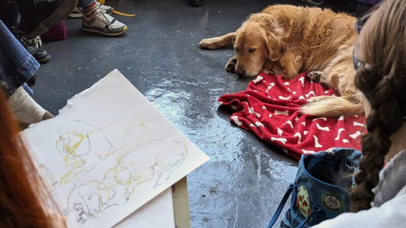 Bristol: Dog Life Drawing led by local Artist Cai Burton - The Interaction and Atmosphere