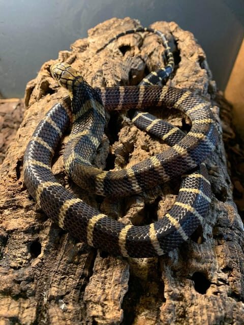 Bristol: Venomous Snake Tour with Reptile Photo - The Experience in Detail