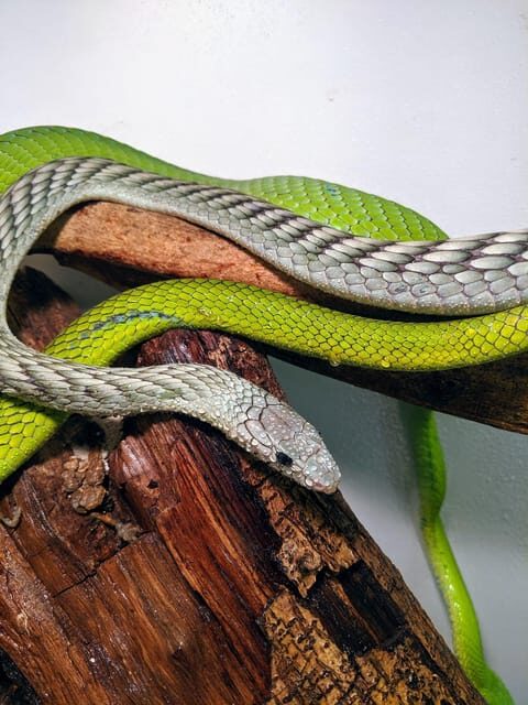 Bristol: Venomous Snake Tour with Reptile Photo - Who Will Love This Tour?
