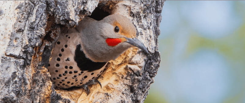 British Columbia: Bird Watching and Photography Tour - Key Points