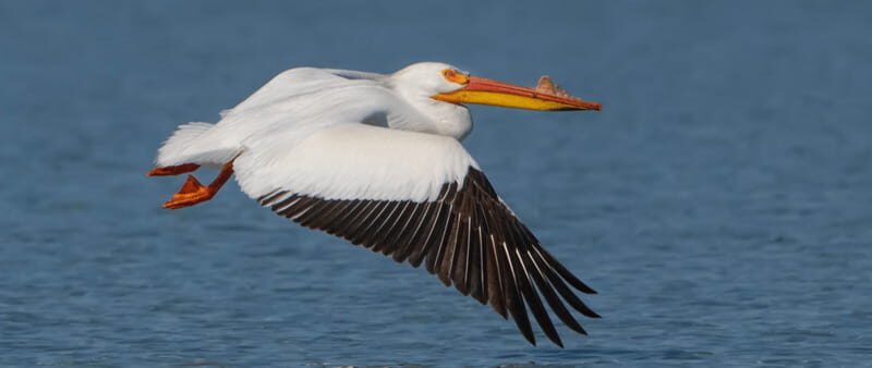 British Columbia: Bird Watching and Photography Tour - What to Expect on the Tour