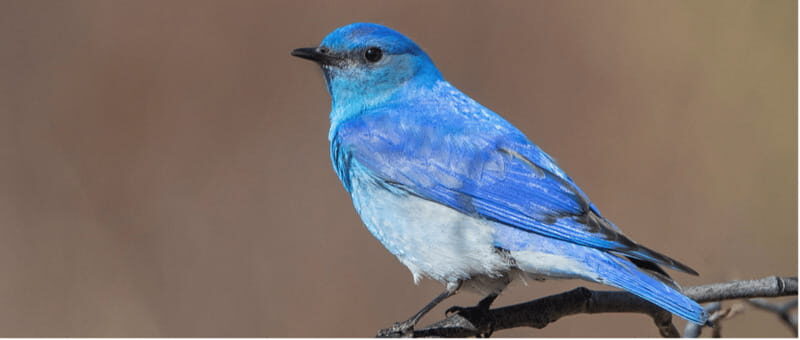 British Columbia: Bird Watching and Photography Tour - The Experience Itself