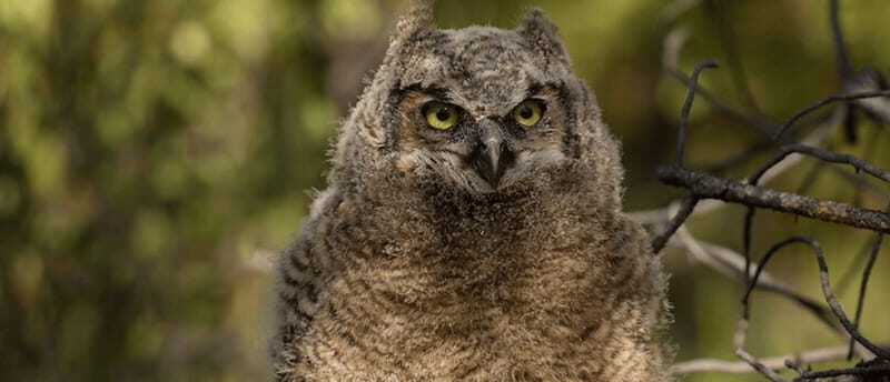 British Columbia: Bird Watching and Photography Tour - Practical Details and Tips