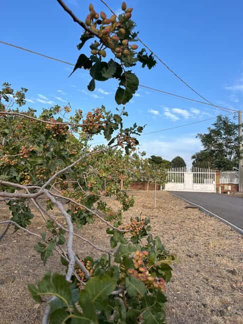 Bronte: Pistachio Grove Tour with Visit and Tasting - A Closer Look at the Experience